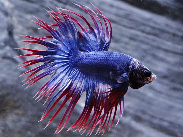 Quelle nourriture donner à un Betta splendens ?