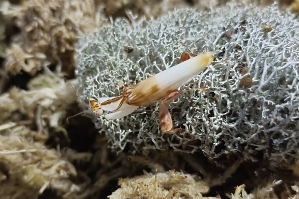 Bien nourrir sa mante