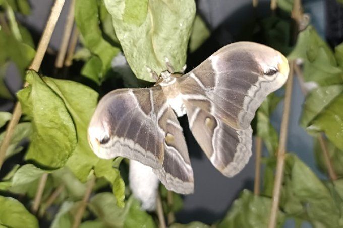 Philosamia ricini ou Papillon Bombyx eri