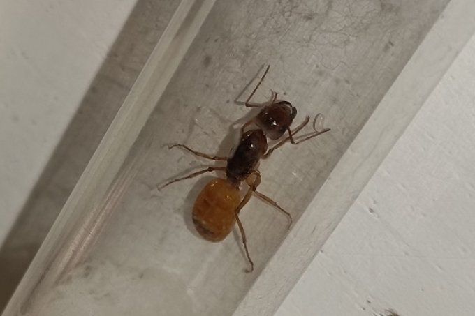 Fourmi Camponotus fedtschenkoi- gyne seule 