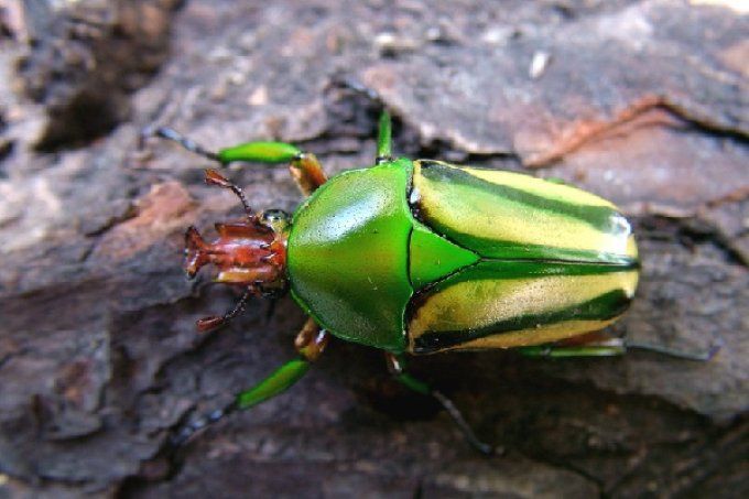 Eudicella hornimani