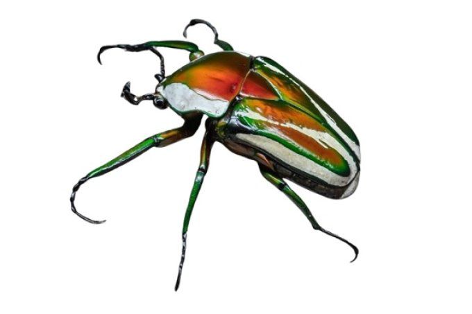 Dicronorhina derbyana derbyana