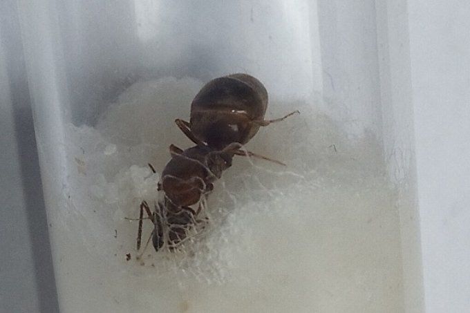 Fourmi Lasius niger- gyne + couvain 