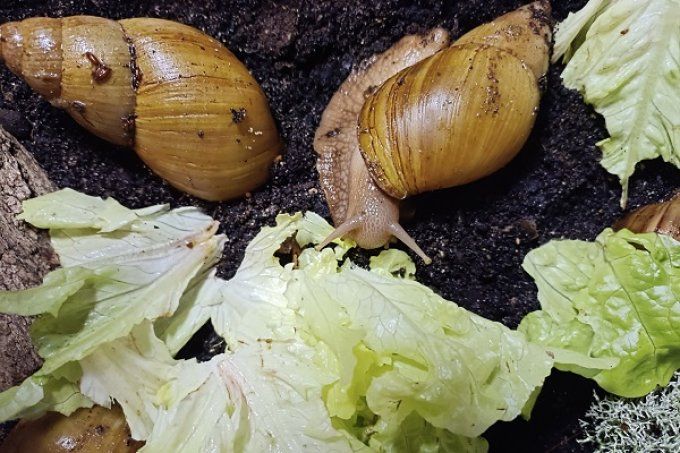  Lissachatina Fulica  Rodatzi