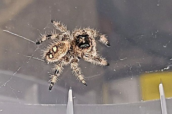 Phidippus regius "Florida" Femelle L4/L5