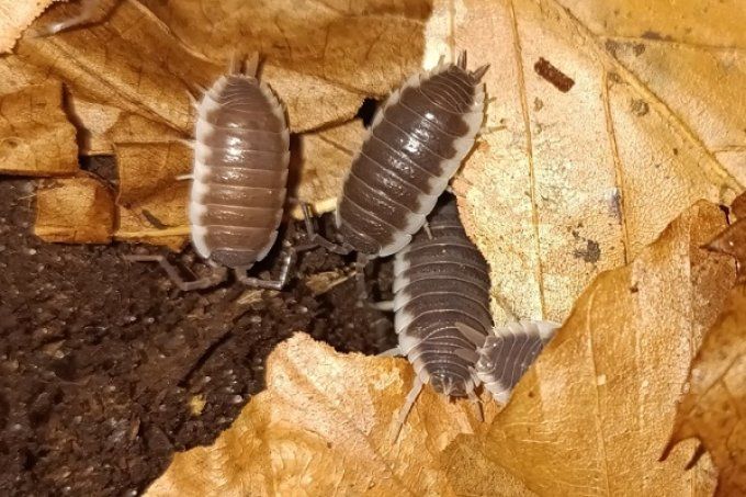 porcellio hoffmannseggi